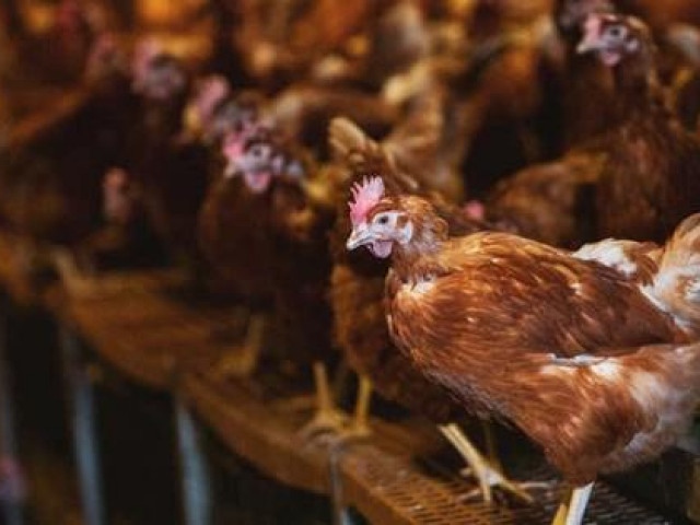 Thế giới - Dịch cúm gia cầm ở châu Âu: chưa từng có tiền lệ