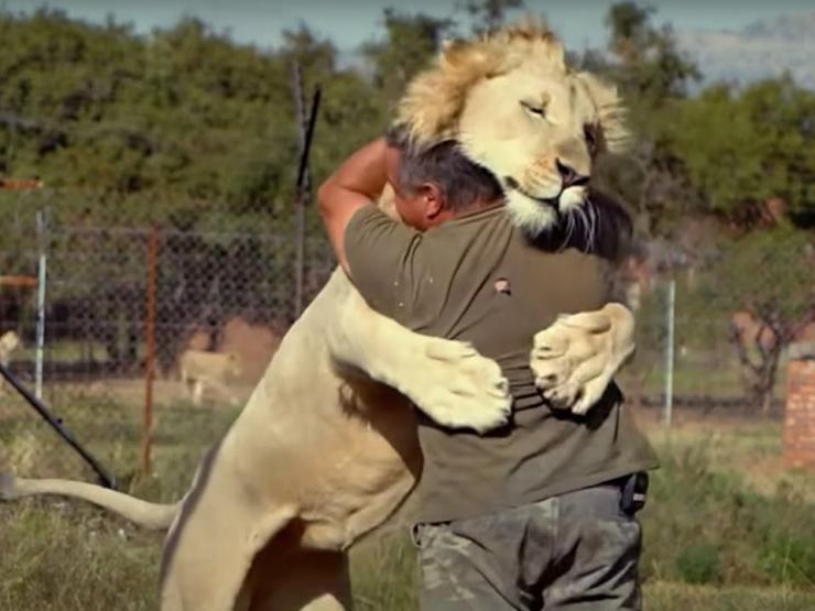 Media - Clip: Ngỡ ngàng với cảnh thú dữ sư tử, hổ, linh cẩu, chó sói... thân thiện với con người