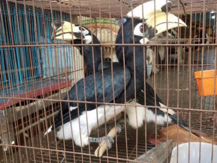 Tin tức trong ngày - Tin tức 24h qua: Người đàn ông bàn giao hai con chim cao cát nặng 1,7kg cho kiểm lâm