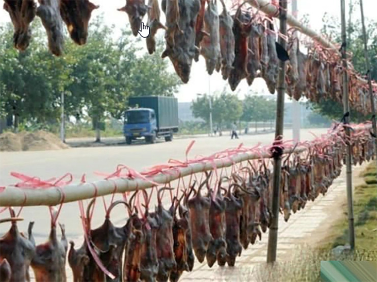 Có thể săn chuột đồng quanh năm, từ tháng 10 đến tháng 3 âm lịch, nhưng ngon nhất là vào mùa gặt lúa
