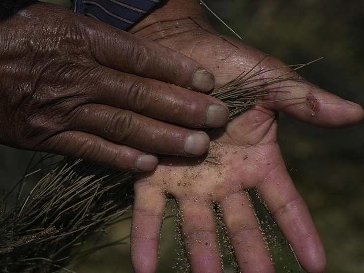 Ẩm thực - Trứng loại ruồi này được ví như “đồ ăn dành cho các vị thần”, sánh ngang trứng cá muối