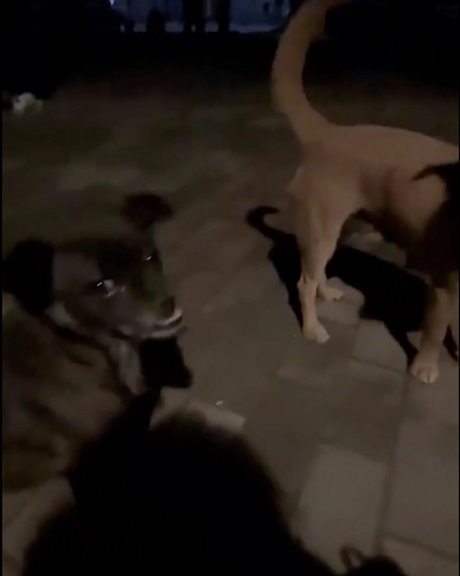 Hai chú chó hoang dùng mũi đẩy phía sau nữ sinh, sau đó liếm vào mũi cô. Ảnh: Weibo