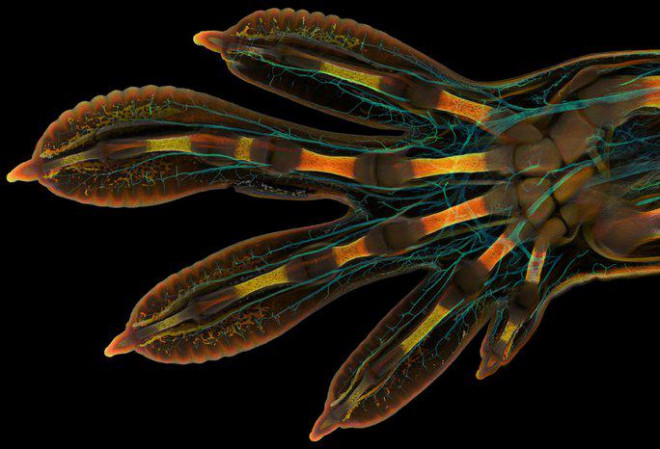 Bức ảnh bàn tay phôi thai tắc kè Madagascar của tác giả Grigorii Timin. Ảnh: Nikon Small World