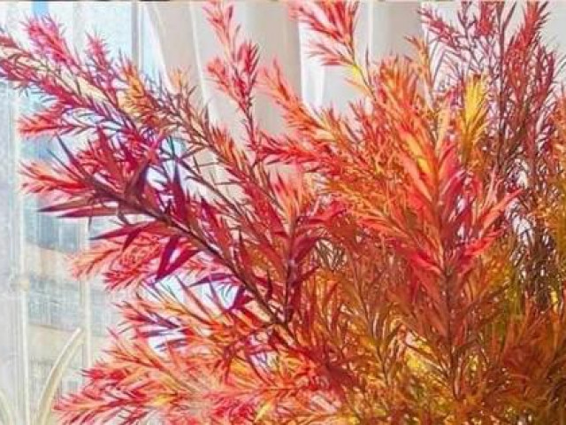 Thị trường - Tiêu dùng - Chị em mê mẩn tìm mua chiếc lá giống như ''mùa thu Hàn Quốc''