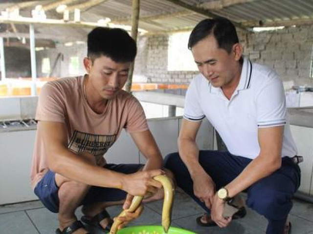 Thị trường - Tiêu dùng - Chàng trai 9x thu trăm triệu mỗi năm nhờ nuôi lươn không bùn, cho lươn nghe nhạc