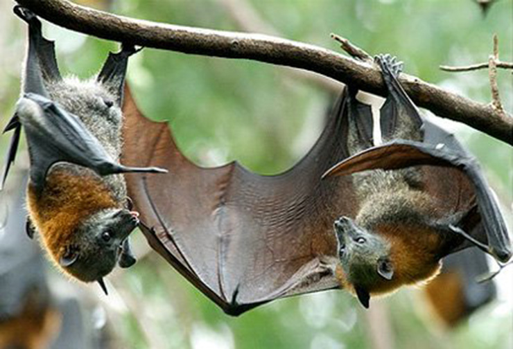 Dơi có nhiều loài, nhưng người dân nơi đây chỉ sử dụng 2 loại để làm món ăn là dơi sen và dơi quạ
