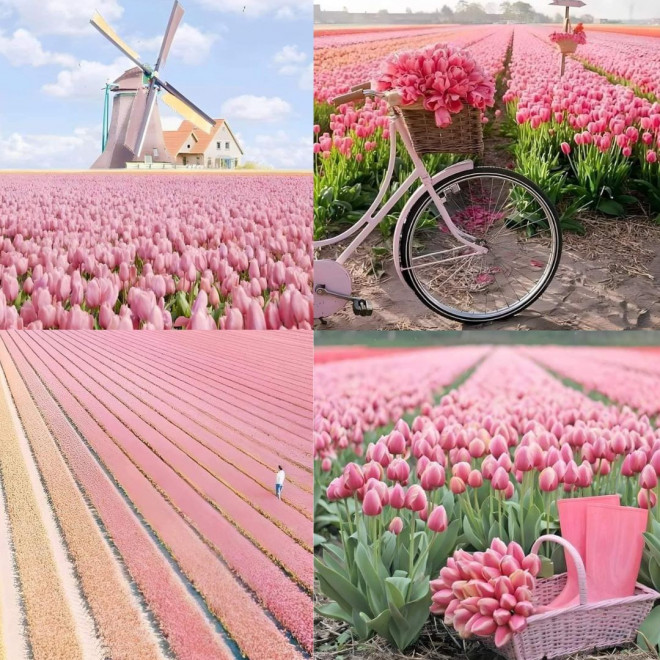 Cánh đồng hoa tulip ở Hà Lan nổi tiếng với vẻ đẹp nên thơ. Ảnh: Albert Dros, Stay. 