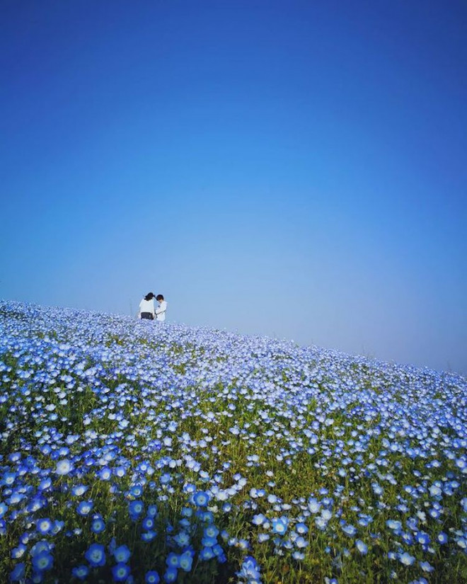 Công viên Hitachi trở thành địa điểm sống ảo lý tưởng vào mùa hoa nở. Ảnh: Munwhye. 