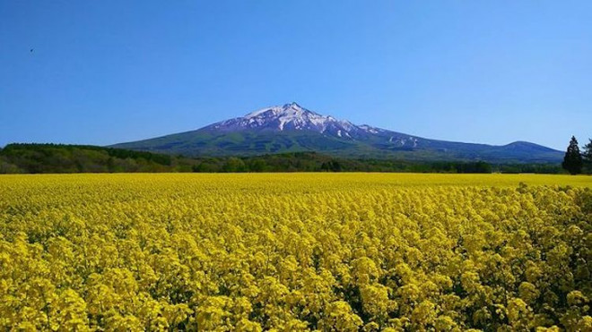 Cánh đồng hoa cải vàng bất tận. Ảnh: Mami O. 