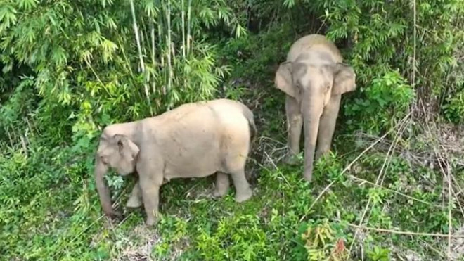 2 con voi rừng xuất hiện gần khu dân cư. Ảnh: Người dân cung cấp