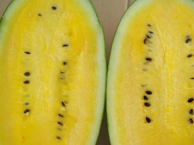 Thị trường - Tiêu dùng - Loại dưa hấu lạ mắt so với dưa hấu đỏ giá cao hơn nhiều vẫn được nhiều người thích thú mua