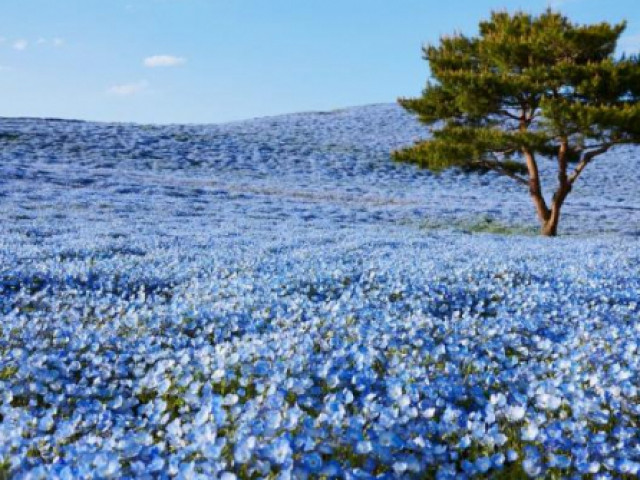 Du lịch - 5 cánh đồng hoa tuyệt đẹp như trong truyện cổ tích