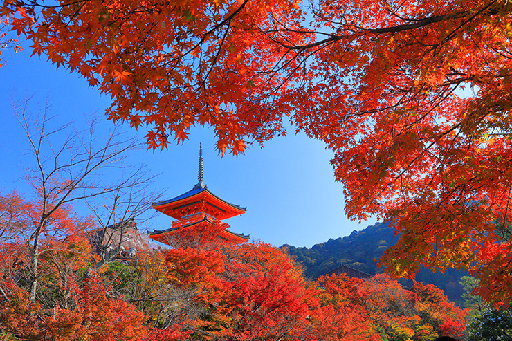 10. Chùa Kiyomizu được thắp sáng vào ban đêm, tạo nên buổi ngắm cảnh rất độc đáo.
