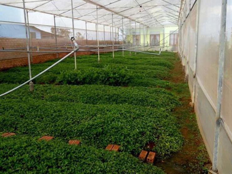 Thị trường - Tiêu dùng - Cây dại "lên đời" thành đặc sản, dân trồng 2 tháng bán "hốt bạc", giá 120.000/kg