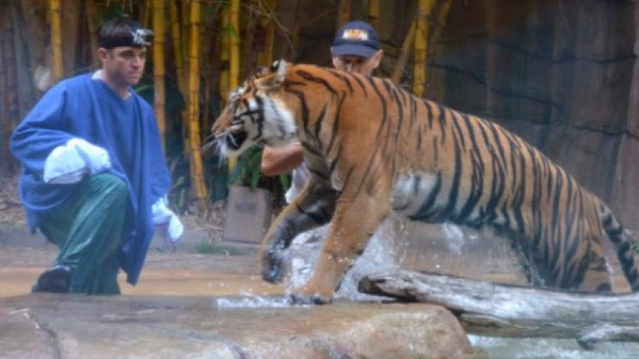 Tỉnh giấc, thấy hổ dữ cách 2 mét và giây phút giành giật sự sống