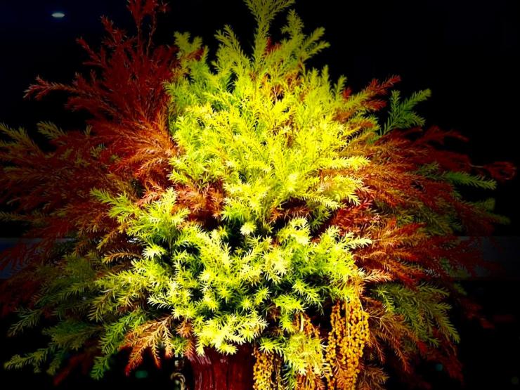 Thị trường - Tiêu dùng - Loại lá đủ màu sắc gây “sốt”, chị em chi cả triệu đồng mua về cắm chơi