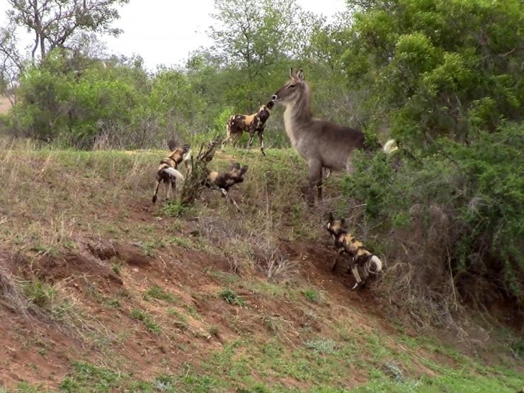 Media - Bầy chó hoang "bày binh bố trận" hạ sát linh dương