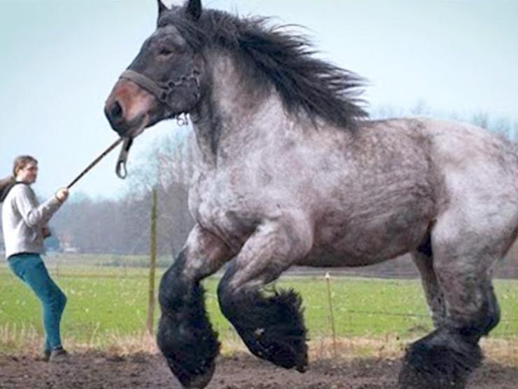 Media - Kinh ngạc với vóc dáng khổng lồ "bất thường" của các con vật