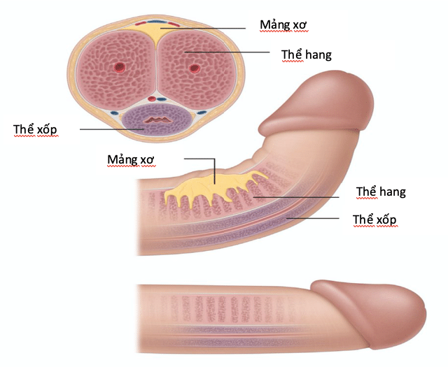 Cong dương vật có ảnh hưởng tới chức năng sinh lý của nam giới? - 1