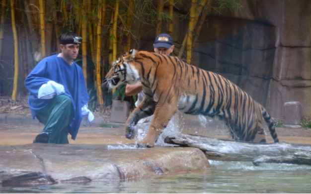Một con hổ Sumatra. Ảnh: AP
