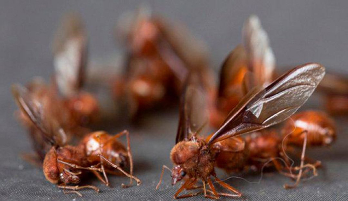 Loài kiến kỳ lạ được cho rằng giúp cải thiện khả năng tình dục, còn tặng làm quà cưới - 1