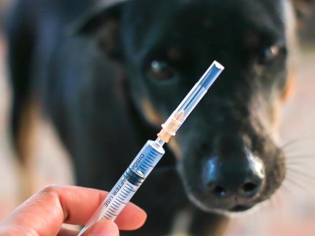 Tin tức trong ngày - Liên quan ca tử vong do bệnh dại ở huyện Mê Linh, 25 người đã được đưa đi tiêm vaccine