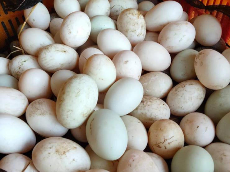 Thị trường - Tiêu dùng - Nghịch lý: Trứng vịt tăng giá “chóng mặt”, dân nuôi vẫn thở dài