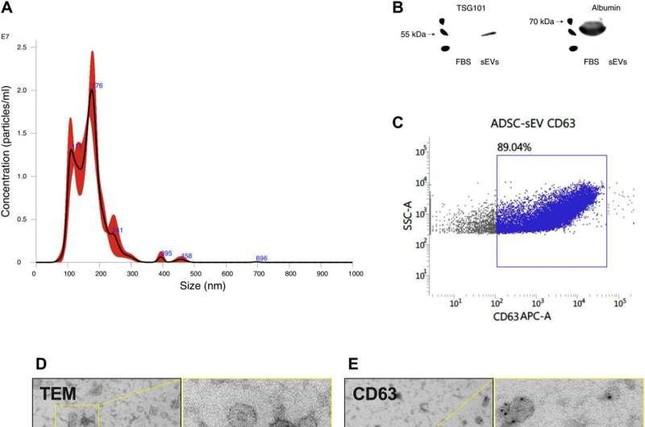 Các phân tích quá trình lão hóa của chuột sau khi tiêm túi ngoại bào Evs vào trong cơ thể chuột già.