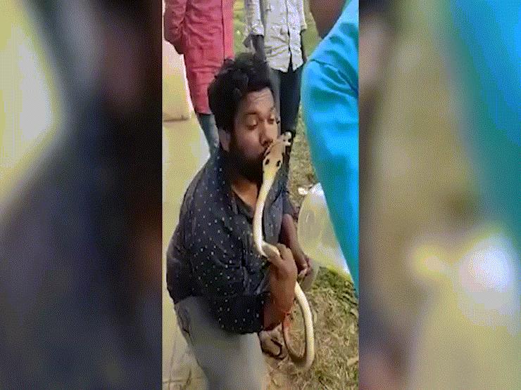 Video: Hôn rắn hổ mang, thợ bắt rắn lãnh cú cắn ngược nhanh như chớp