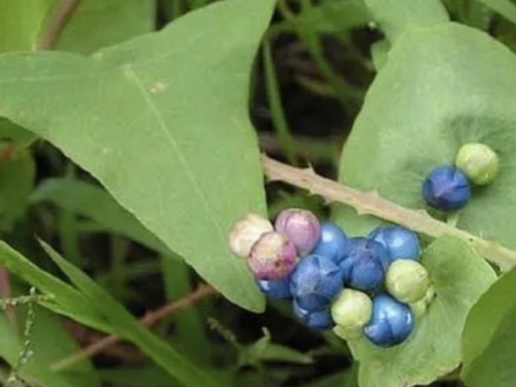 Thị trường - Tiêu dùng - Thấy cây lạ mọc “chùm nho 3 màu”, hái ngay đem bán kiếm "bộn tiền"