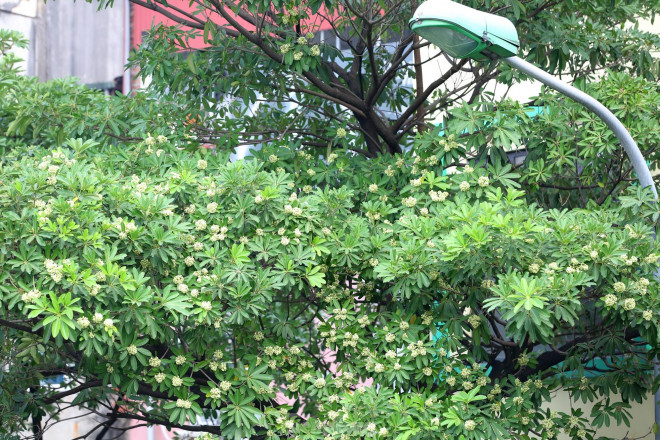 Trên phố Nguyễn Chí Thanh, dọc hai bên đường từ cầu vượt giao với đường Láng kéo dài đến ngã tư giao với phố Huỳnh Thúc Kháng, hoa sữa trồng khá nhiều.