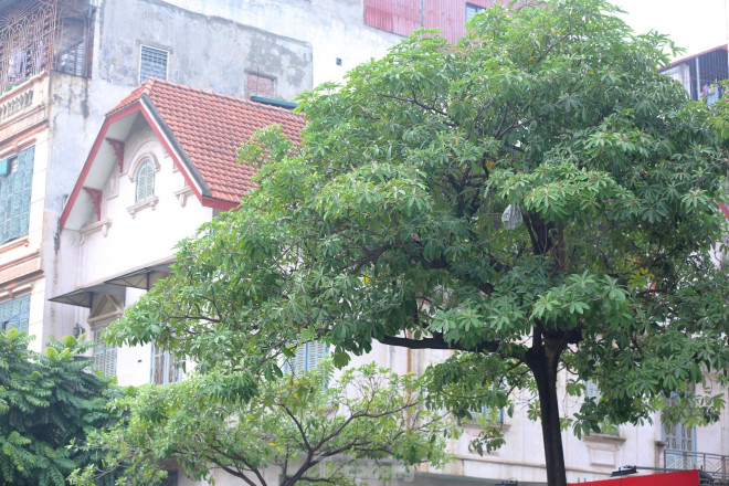 Cây cho nhiều bóng mát vào ban ngày, nhưng buổi tối và sáng sớm, mùi thơm nồng nặc khiến người dân khá khó chịu.