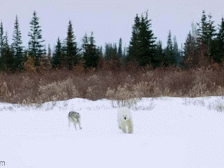 Clip: Kịch tính sói truy sát gấu Bắc Cực và diễn biến nghẹt thở