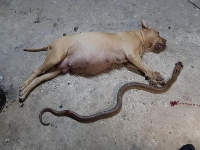 Liều mình bảo vệ chủ khỏi rắn hổ mang, chó đang mang thai 10 đứa con chết thảm