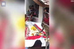 Phi thường - kỳ quặc - Kinh ngạc với hành động của con khỉ hoang trước linh cữu của người đàn ông vừa qua đời