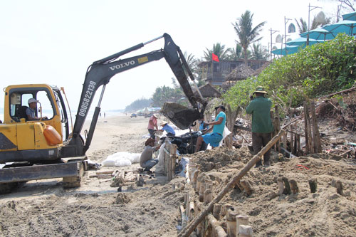 Người dân TP Hội An (Quảng Nam) dùng cọc tre gia cố bờ kè biển Cửa Đại để hạn chế sạt lở Ảnh: Hải Định