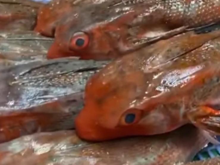 Việt Nam có loài cá từng bị chê, không mấy người ăn, nay ”lên đời” bán 300.0000/kg