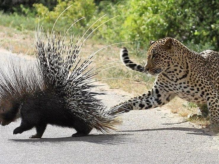 Media - Bị chọc tức, nhím phóng gai khiến hàng loạt kẻ đi săn nhận cái kết đau đớn