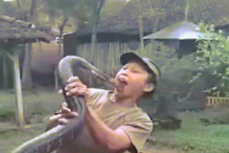 Phi thường - kỳ quặc - Hổ mang chúa dài 4,5 mét 5 năm "thân thiết" với chủ, bỗng một ngày tung đòn độc đoạt mạng