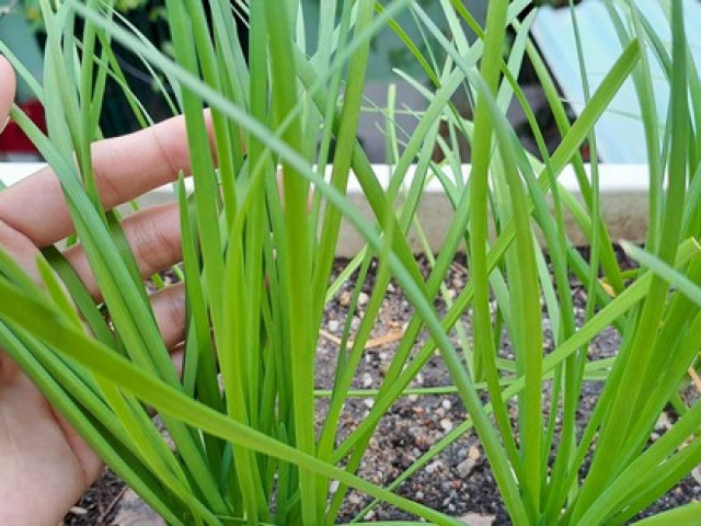 Sức khỏe đời sống - Để sống lâu hơn, khi chiên trứng người Nhật hay dùng phụ gia này