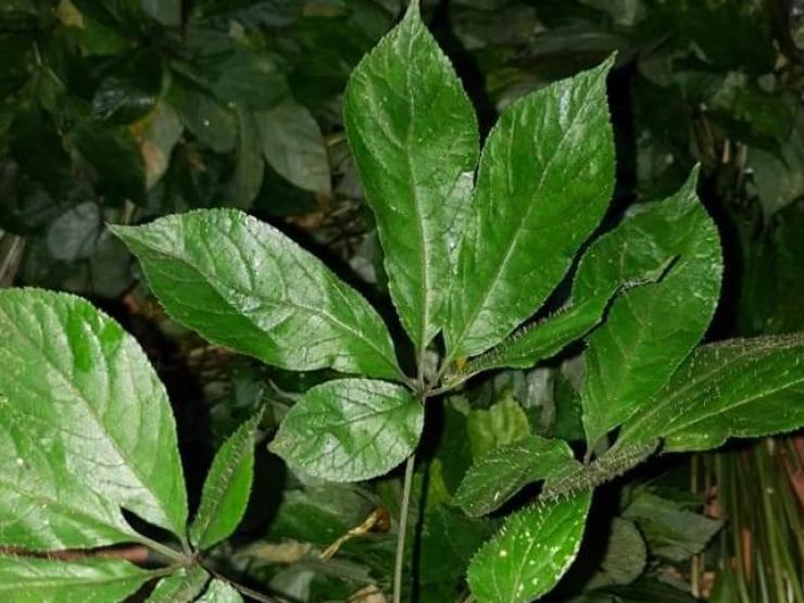 Loại lá cây đắt nhất Việt Nam, giá lên đến hàng trăm triệu đồng/kg
