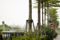 Tin tức trong ngày - Xót xa hàng loạt cây xanh bị "bức tử" bởi gông sắt