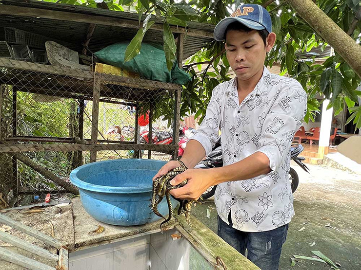 Nuôi rắn trong bể xi măng, anh dễ theo dõi được tập tính sinh hoạt của rắn và quan sát chất lượng nước.
