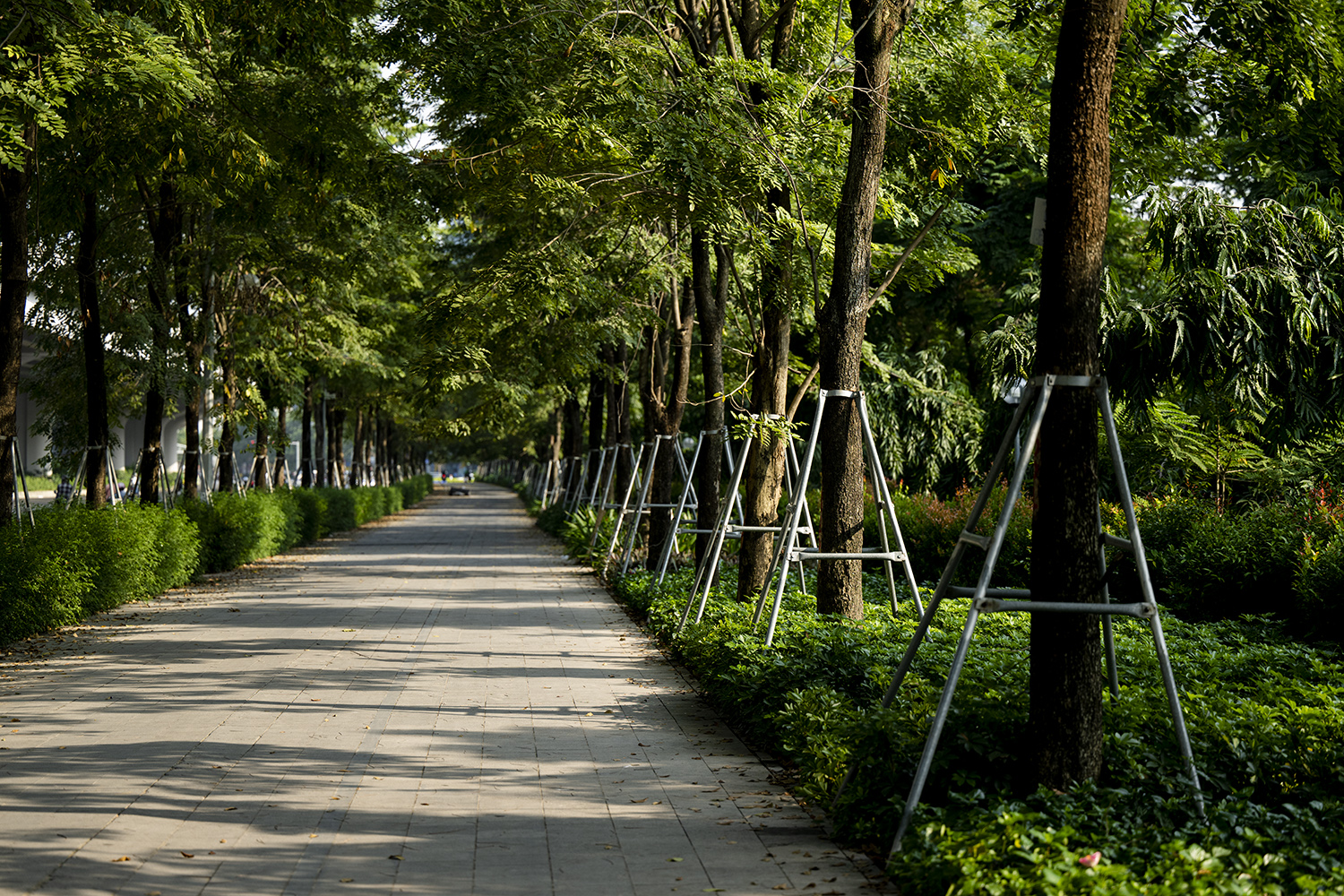 Những năm gần đây, thành phố Hà Nội đã&nbsp;trồng rất nhiều cây xanh, phủ bóng mát cho đường phố Thủ đô.