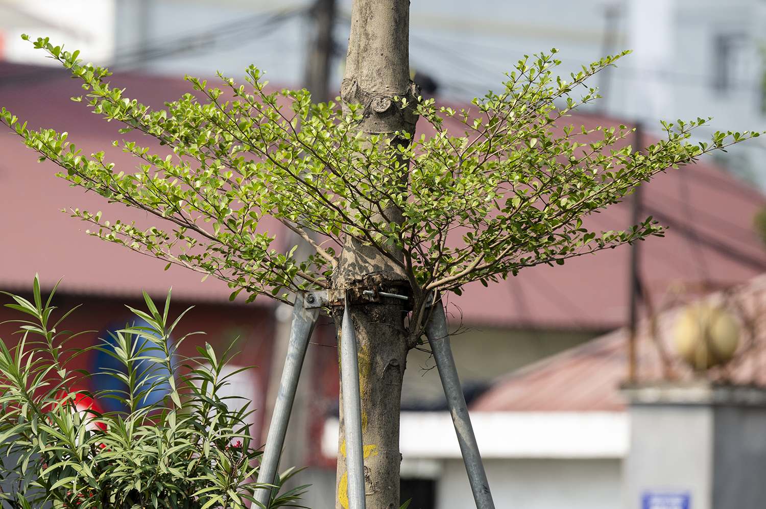 Khi cây phát triển mạnh, những vòng sắt&nbsp;này ngày càng thắt&nbsp;sâu vào thân cây.