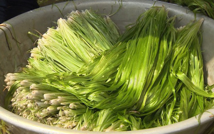 Trước đây, khi thấy hẹ nước nhiều quá, người dân còn tìm cách diệt bớt vì sợ hẹ nước lấn át lúa
