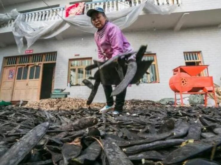 Thị trường - Tiêu dùng - Thứ dùng để gội đầu, đem nấu thành đồ ăn thu hơn nửa triệu/kg