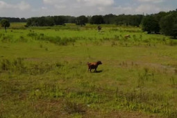 Kinh doanh - Tổ tiên mua mảnh đất rẻ như cho, nay tăng giá hàng trăm lần, con cháu "hốt bạc"