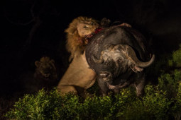 Media - Cận cảnh những cuộc truy sát con mồi khốc liệt của các "thợ săn đồng cỏ"