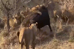 Phi thường - kỳ quặc - Video: Trâu rừng, linh dương đầu bò cả gan chống lại "thợ săn" đồng cỏ và cái kết